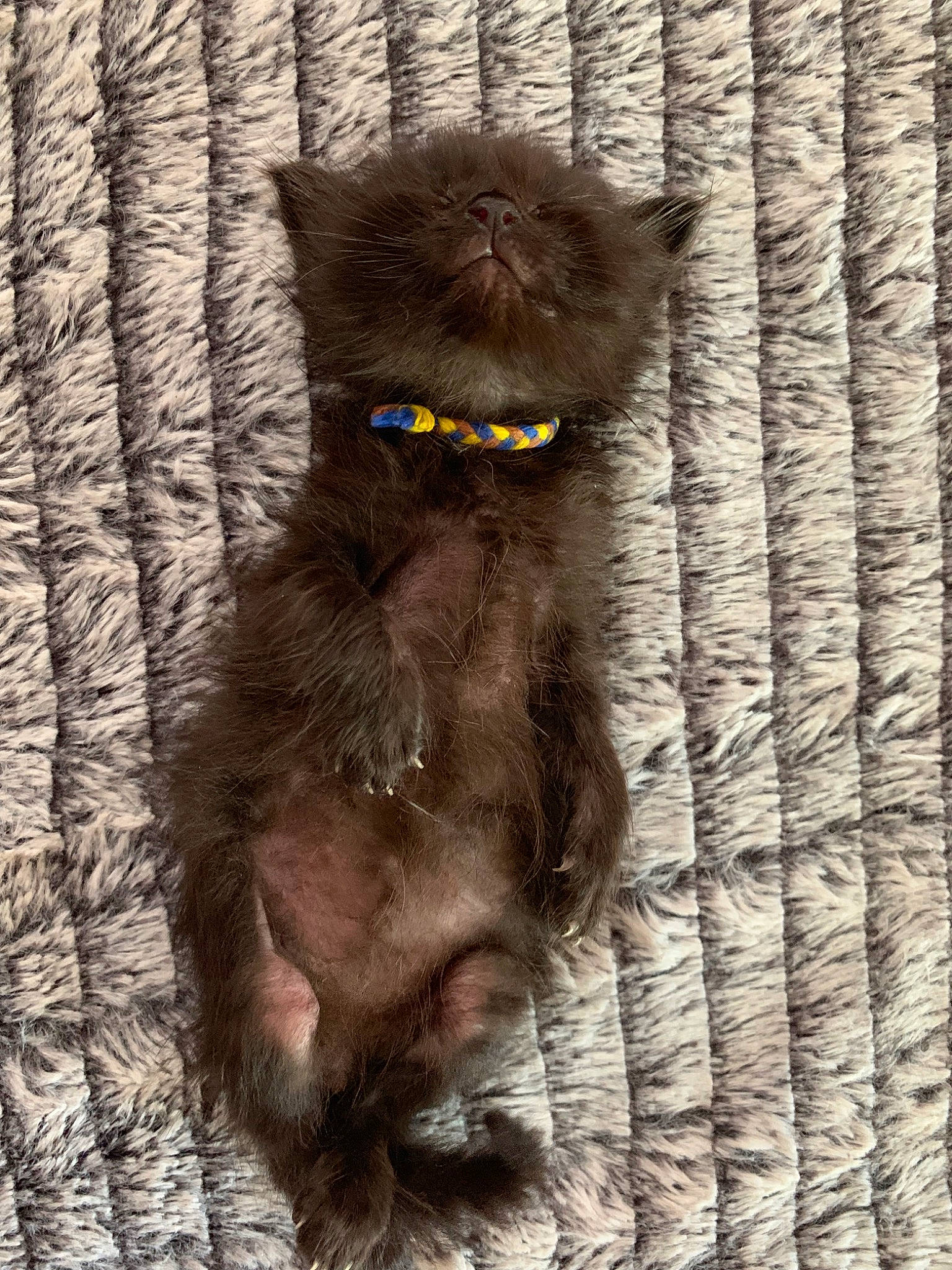 Opium participe au concours pour gagner de l'argent avec cette photo : british_longhair, british_shorthair, carnivore, cat, chartreux, felidae, fur, kitten, nebelung, organism, persian, small_to_medium_sized_cats, snout, whiskers