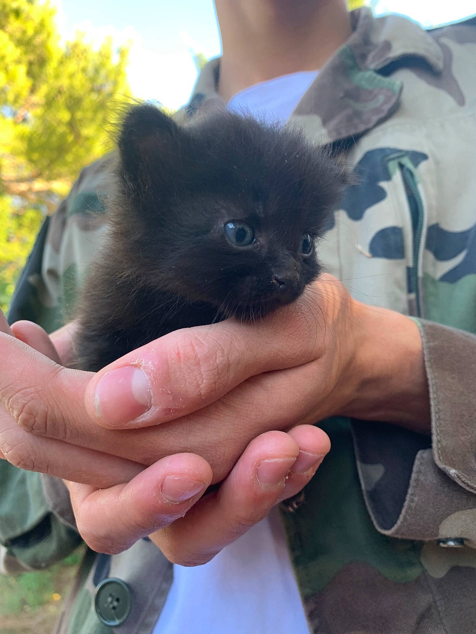 Opium participe au concours pour gagner de l'argent avec cette photo : black_cat, bombay, canidae, carnivore, cat, dog_breed, fawn, felidae, hand, kitten, mammal, puppy, small_to_medium_sized_cats, snout, whiskers