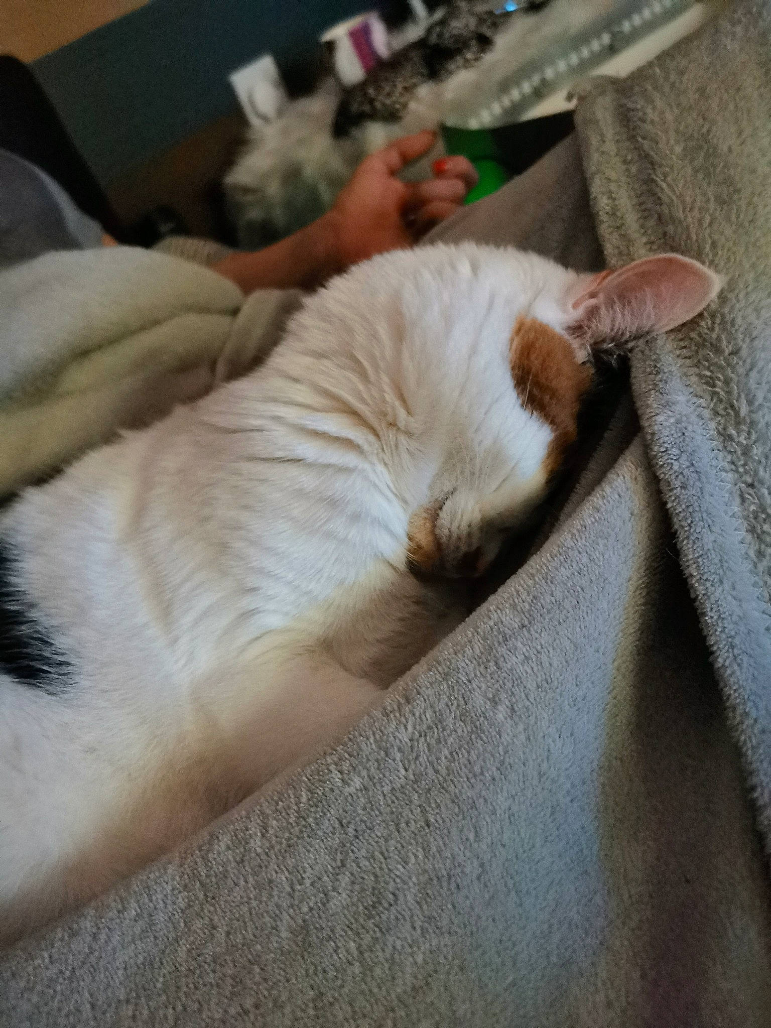 Dolly is registered to the contest to win money with this photo: carnivore, cat, claw, comfort, companion_dog, domestic_short_haired_cat, fawn, felidae, fur, hardwood, human_leg, linens, paw, room, small_to_medium_sized_cats, sporting_group, tail, textile, whiskers, wood