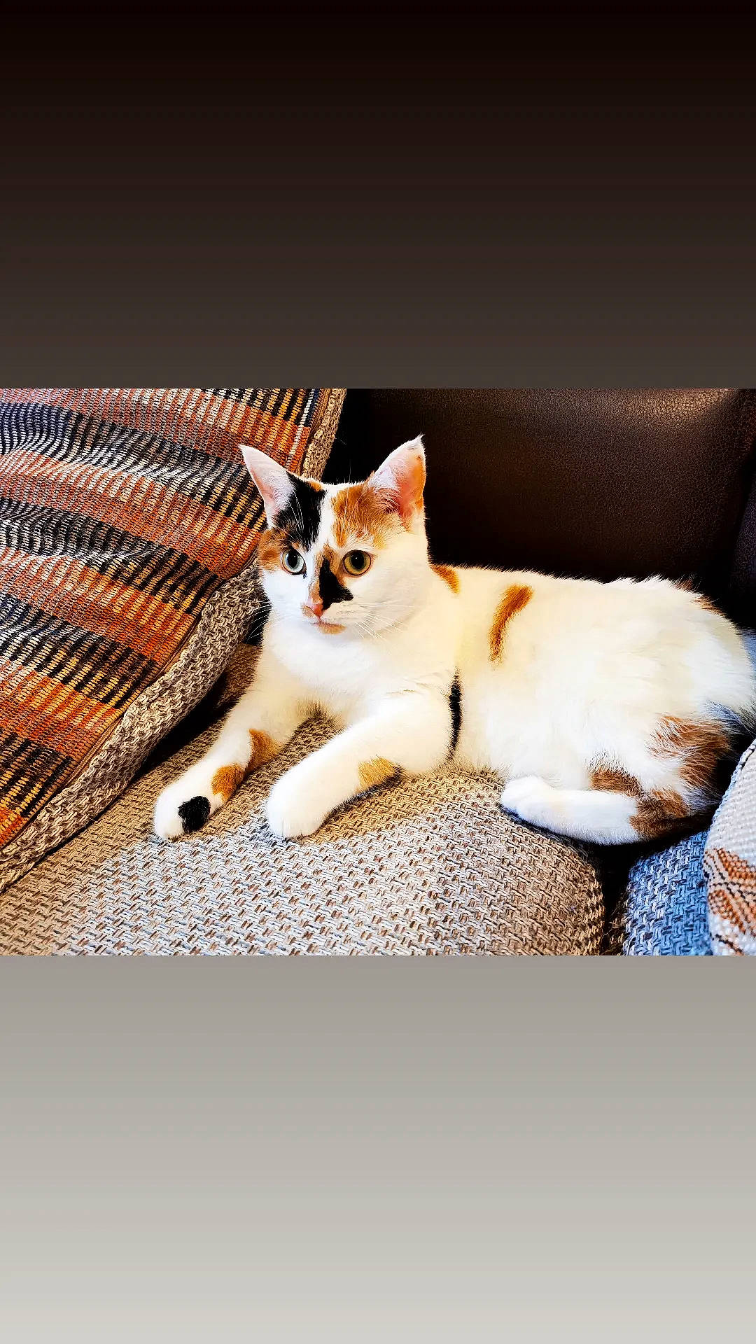 Dolly is registered to the contest to win money with this photo: basket, carnivore, cat, comfort, companion_dog, domestic_short_haired_cat, felidae, font, fur, linens, mesh, metal, paw, rectangle, sitting, small_to_medium_sized_cats, tail, whiskers, window, wood