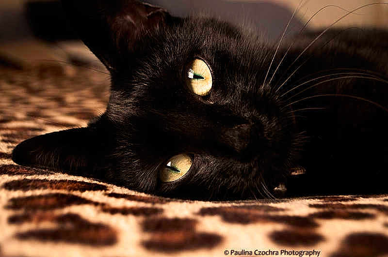 Lulu is registered to the contest to win money with this photo: