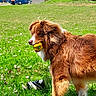 Arlo a rejoint le concours — aidez-le/la à gagner de superbes lots ! animal, background, brown_dog, daytime, dog, field, fur, grass, house, leaf, nature, outdoor, pet, playing, shoe, sunny, toy, tree, volleyball, white_fur