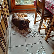 Arlo participe au concours pour gagner de l'argent avec cette photo : animal, daylight, dog, floor, fur, guilty_look, home, indoor, kitchen, natural_light, pet_mischief, quiet, seated, shredded_paper, snow_outside, tablecloth, tile_floor, window, wooden_cabinet, wooden_chair