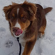 Arlo a rejoint le concours — aidez-le/la à gagner de superbes lots ! dog, snow, paw, leash, brown_fur, white_fur, outdoor, playful, animal, pet, winter, cute, fluffy, muzzle, tongue, ears, fur, walking, cold, canine