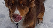 Arlo a rejoint le concours — aidez-le/la à gagner de superbes lots ! animal, brown_fur, canine, cold, cute, dog, ears, fluffy, fur, leash, muzzle, outdoor, paw, pet, playful, snow, tongue, walking, white_fur, winter