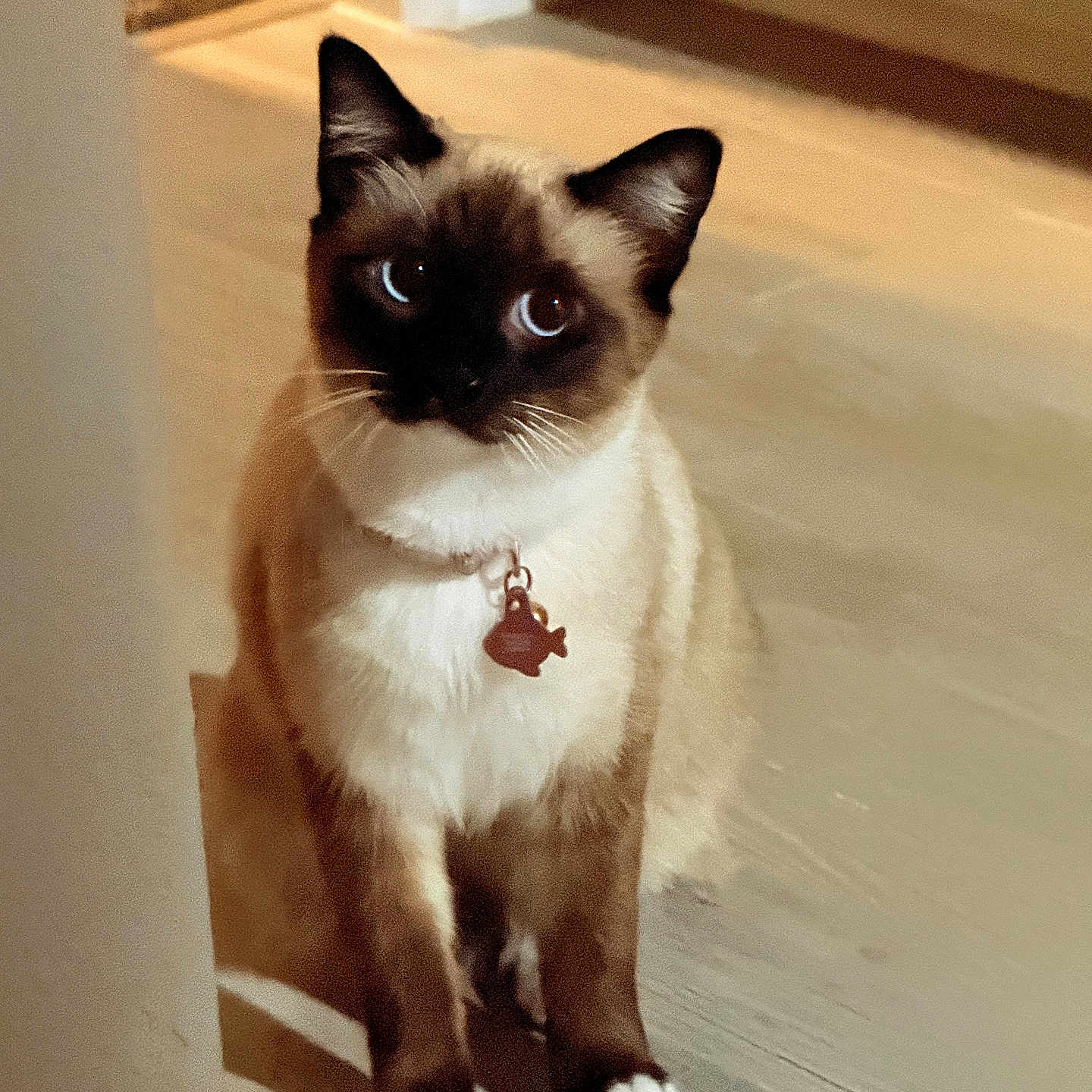 Cherry joined the competition — help win amazing prizes! cat, siamese_cat, pet, animal, indoor, floor, collar, tag, blue_eyes, white_paws, fur, curious, sitting, wooden_floor, domestic_animal, feline, mammal, cute, portrait, cozy