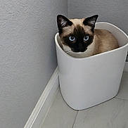 Cherry is registered to the contest to win money with this photo: cat, siamese_cat, blue_eyes, pet, animal, indoor, corner, trash_bin, white_bin, floor_tile, gray_wall, curious, looking_up, sitting, domestic_animal, feline, cute, small_space, home, cozy