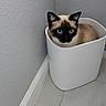 cat, siamese_cat, blue_eyes, pet, animal, indoor, corner, trash_bin, white_bin, floor_tile, gray_wall, curious, looking_up, sitting, domestic_animal, feline, cute, small_space, home, cozy