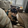 Cherry joined the competition — help win amazing prizes! cat, siamese_cat, blue_eyes, pet, indoor, couch, leather, pillow, striped_pillow, furniture, curious, relaxed, domestic_animal, whiskers, ears, flooring, lamp, window_blinds, basket, collar