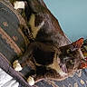 Rico joined the competition — help win amazing prizes! cat, tuxedo_cat, white_paws, white_chest, feline, pet, animal, indoor, resting, blanket, patterned_blanket, curious, looking_at_camera, whiskers, ears, bed, blue_wall, domestic_cat, fur, relaxed
