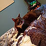 Rico joined the competition — help win amazing prizes! cat, tuxedo_cat, bed, blanket, indoor, furniture, digital_clock, shelf, wall_art, home_interior, relaxing, pet, animal, tongue_out, cozy, patterned_bedding, teal_wall, miscellaneous_items, resting, casual