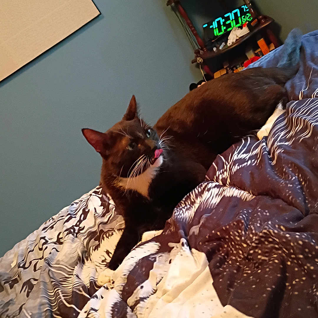 Rico joined the competition — help win amazing prizes! cat, tuxedo_cat, bed, blanket, indoor, furniture, digital_clock, shelf, wall_art, home_interior, relaxing, pet, animal, tongue_out, cozy, patterned_bedding, teal_wall, miscellaneous_items, resting, casual