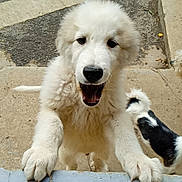 Yoky a rejoint le concours — aidez-le/la à gagner de superbes lots ! dog, puppy, white_dog, black_and_white_dog, paw, outdoor, concrete, excited, happy, pet, animal, playful, close_up, standing, young_dog, canine, nose, fur, mouth_open, tail