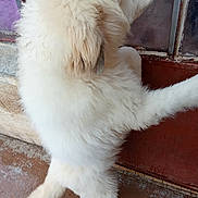 Yoky a rejoint le concours — aidez-le/la à gagner de superbes lots ! animal, canine, curious, dog, door, door_frame, floor, fluffy, furry, glass, hind_legs, outdoor, paw, pet, rustic, side_view, standing, tail, texture, white_fur