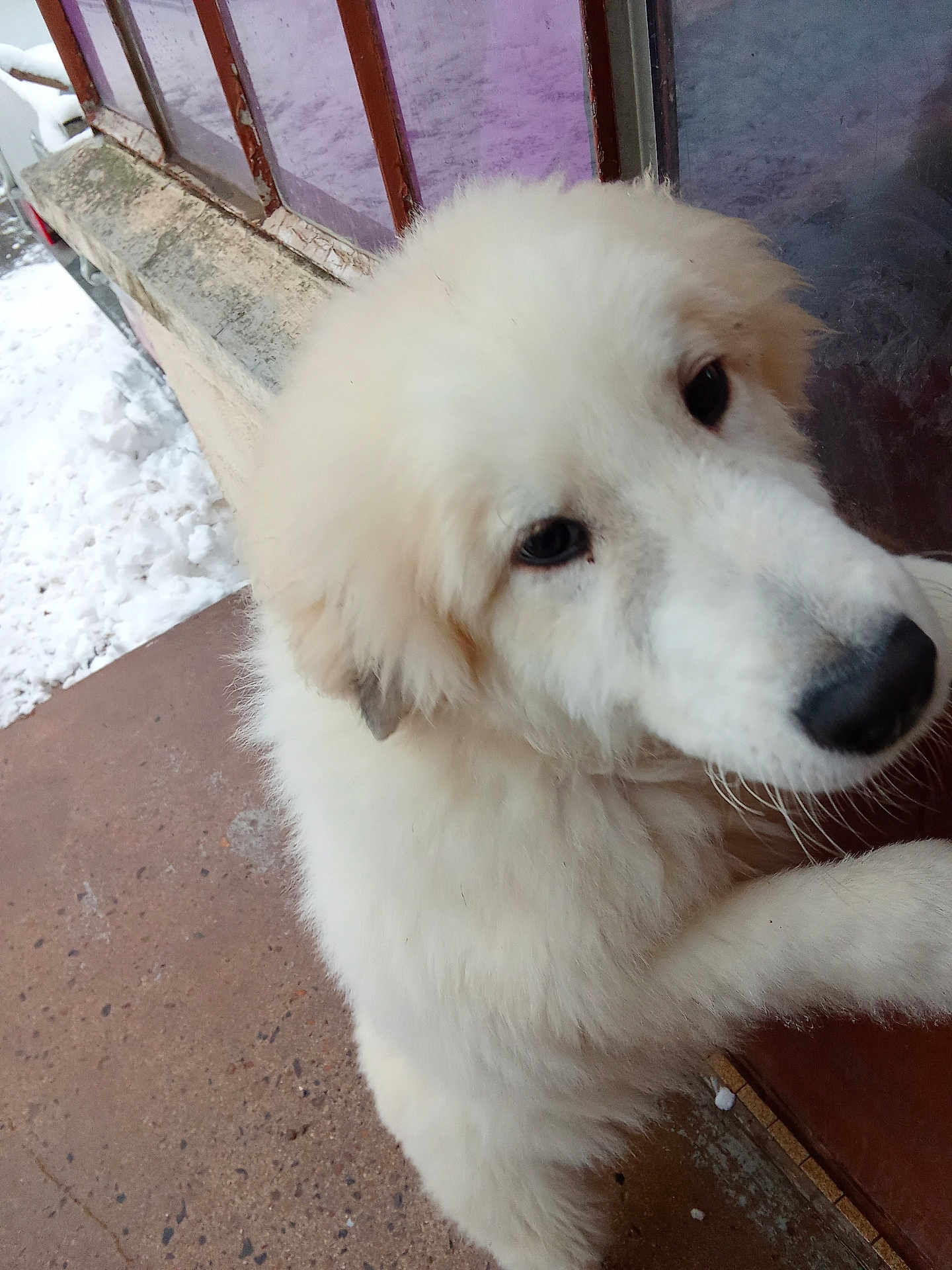 Yoky participe au concours pour gagner de l'argent avec cette photo : dog, white, fluffy, snow, outdoor, pet, animal, closeup, window, door, fur, canine, cute, friendly, winter, pavement, looking, face, ears, nose