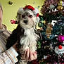 Brittany participe au concours pour gagner de l'argent avec cette photo : celebration, christmas_ornaments, christmas_tree, colorful, cute, decorations, dog, festive, fur, hand, holding, holiday, indoor, person, pet, puppy, santa_hat, seasonal, tinsel, winter
