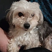 Brittany participe au concours pour gagner de l'argent avec cette photo : animal, closeup, companion, cozy, curly_hair, cute, cute_animal, dog, domestic, fluffy, friendship, fur, human_arm, indoor, mammal, pet, portrait, resting, snuggle, soft