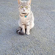 Twix participe au concours pour gagner de l'argent avec cette photo : cat, tabby, grey_cat, green_eyes, collar, bell, sitting, asphalt, outdoor, door, wooden_door, green_door, quiet, pet, animal, feline, curious, alert, domestic_cat, still