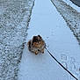 animal, canine, cold, daytime, dog, fluffy, footprints, grass, leash, nature, outdoor, pathway, paw_prints, pet, pomeranian, sidewalk, small_dog, snow, walking, winter