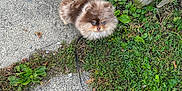 Mei joined the competition — help win amazing prizes! animal, concrete, crocs, cute, daytime, dog, fluffy, footwear, grass, greenery, leash, nature, outdoor, pet, plant, puppy, sidewalk, small_dog, walking, wooden_post