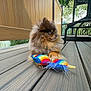 animal, brown, companion, cute, dog, fence, fluffy, leaves, nature, outdoor, pet, playful, plush_toy, pomeranian, rainbow, relaxed, small_dog, toy, tree, wooden_deck
