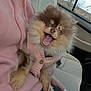 animal, car_interior, casual_clothing, cozy, cute, daylight, dog, fluffy, happy, human_hand, lap, person, pet, pink_sweater, pomeranian, puppy, seat, small_dog, smiling, window