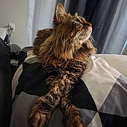 Kiki joined the competition — help win amazing prizes! cat, fluffy, tabby, indoor, bed, blanket, paws, stretching, looking_up, feline, cozy, pet, animal, resting, fur, curious, domestic, comfort, relaxed, home