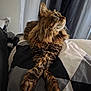 cat, fluffy, tabby, indoor, bed, blanket, paws, stretching, looking_up, feline, cozy, pet, animal, resting, fur, curious, domestic, comfort, relaxed, home