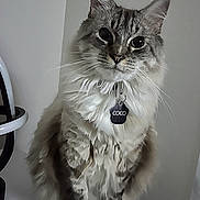 Coco joined the competition — help win amazing prizes! cat, fluffy, gray, white, pet, collar, tag, indoor, sitting, feline, whiskers, ears, fur, portrait, animal, cute, domestic, table, household, looking