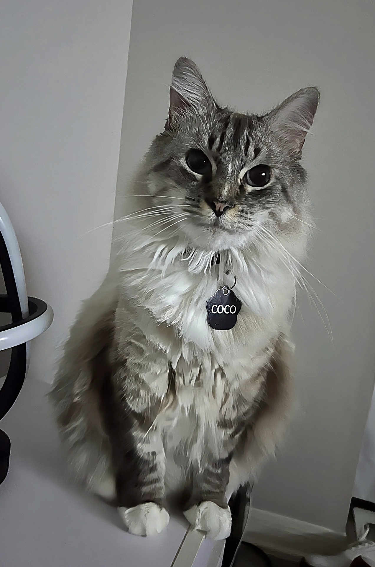 Coco