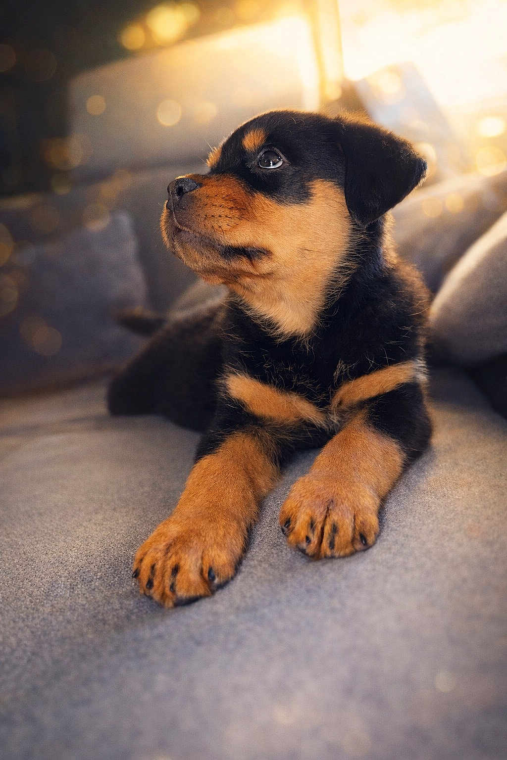 Athena a rejoint le concours — aidez-le/la à gagner de superbes lots ! puppy, dog, rottweiler, paw, paws, coat, fur, muzzle, nose, ear, indoor, couch, sofa, bokeh, warm_light, portrait, close_up, looking_up, cozy, pet