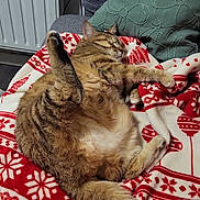 Vénus participe au concours pour gagner de l'argent avec cette photo : cat, tabby, sleeping, blanket, red, white, pattern, couch, cushion, green_pillow, indoor, pet, feline, relaxing, cozy, paw, tail, fur, resting, home