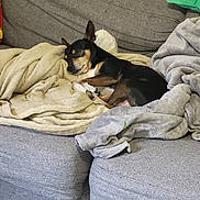 Prince a rejoint le concours — aidez-le/la à gagner de superbes lots ! dog, sleeping, couch, blanket, cozy, indoor, pet, resting, fur, animal, relaxation, small_dog, brown, black, soft, home, comfort, nap, furniture, domestic