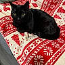 black_cat, cat, pet, animal, feline, indoor, blanket, red, white, patterned, holiday, christmas, cozy, fur, ears, eyes, sitting, resting, couch, home