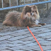 Tirex a rejoint le concours — aidez-le/la à gagner de superbes lots ! animal, brown, calm, canine, cobblestone, collar, daytime, dog, fence, fluffy, fur, gray, guard_rail, leash, outdoor, pavement, pet, quiet, resting, side_view