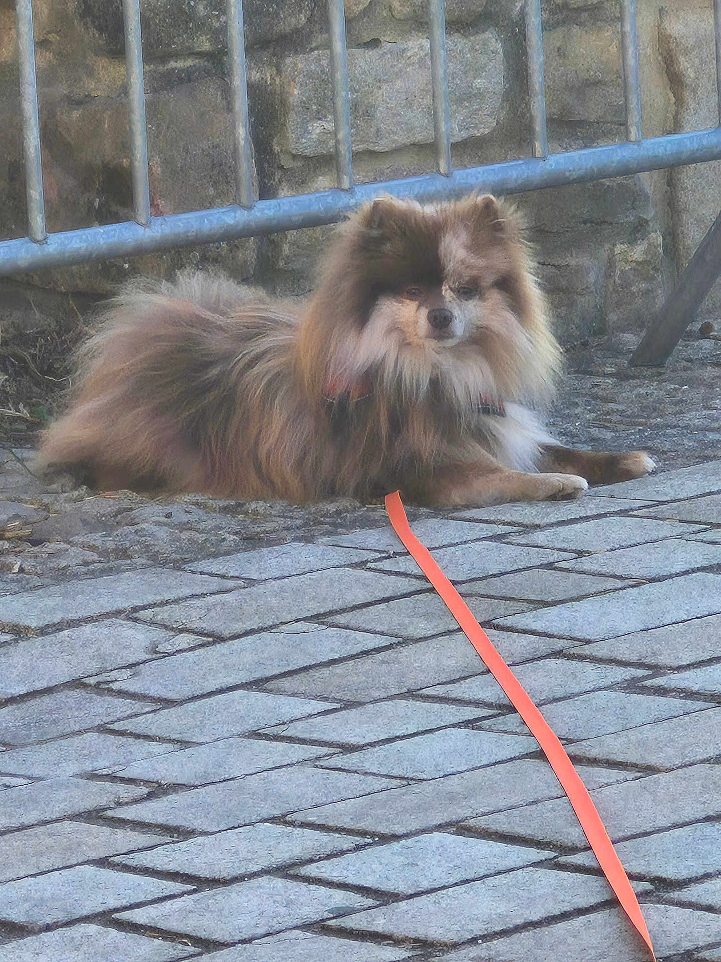 Tirex a rejoint le concours — aidez-le/la à gagner de superbes lots ! animal, brown, calm, canine, cobblestone, collar, daytime, dog, fence, fluffy, fur, gray, guard_rail, leash, outdoor, pavement, pet, quiet, resting, side_view