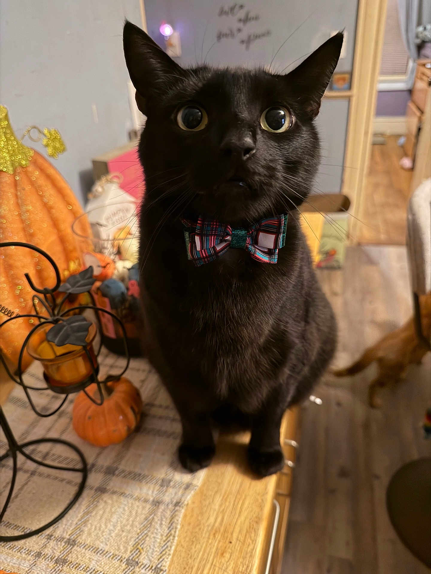 Toothless is registered to the contest to win money with this photo: autumn_theme, black_cat, bow_tie, candle_holder, cat_sitting, cozy, curious, curious_look, decorations, feline, home_decor, indoor, living_room, orange_cat, pets, plaid, pumpkin_decor, table, wide_eyes, wooden_floor
