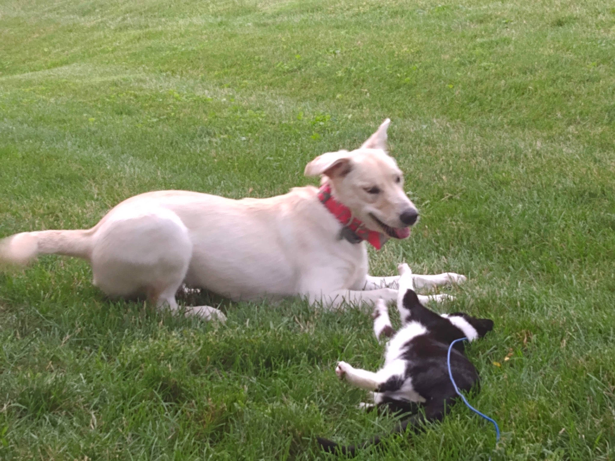 Luna joined the competition — help win amazing prizes! carnivore, collar, companion_dog, dog, dog_breed, dog_supply, fawn, grass, lawn, non_sporting_group, pasture, plant, snout, sporting_group, tail, working_animal