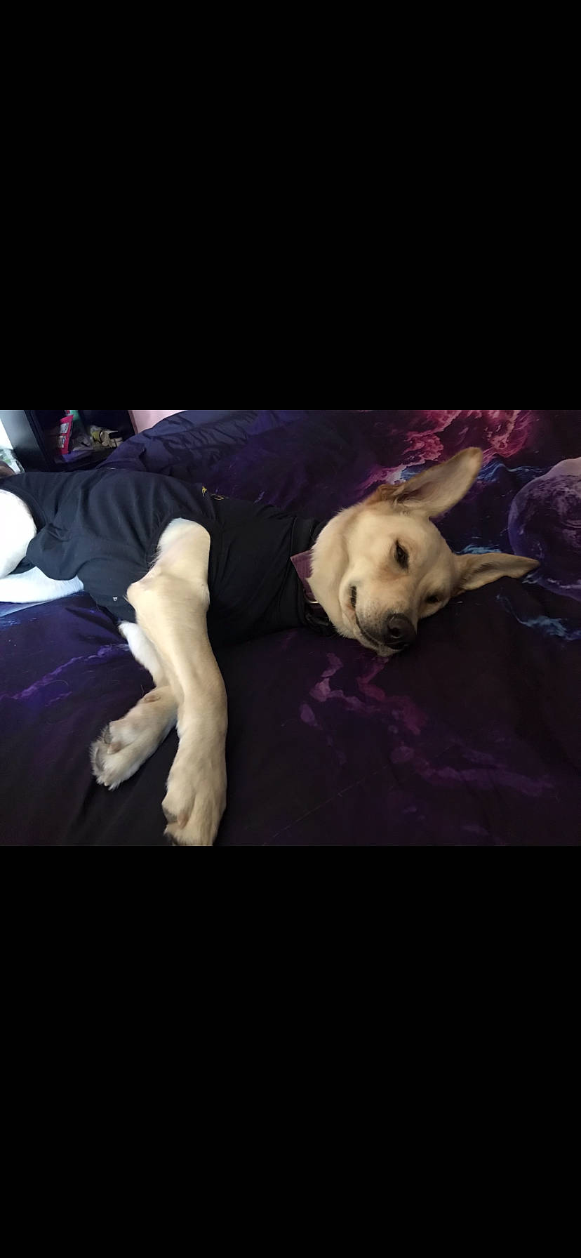 Luna joined the competition — help win amazing prizes! bed, bedding, canidae, carnivore, comfort, companion_dog, couch, darkness, dog, dog_breed, fawn, fur, linens, magenta, purple, sporting_group, stuffed_toy, tail, toy, toy_dog