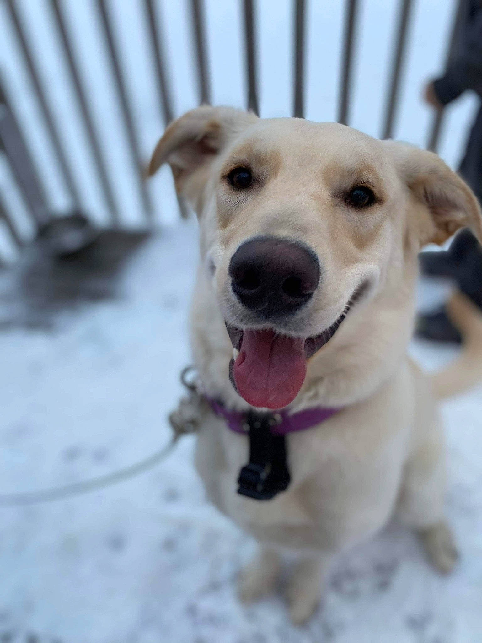 Luna is registered to the contest to win money with this photo: canidae, carnivore, collar, companion_dog, dog, dog_breed, dog_collar, dog_supply, fawn, freezing, fur, leash, paw, pet_supply, retriever, snout, snow, sporting_group, whiskers, winter