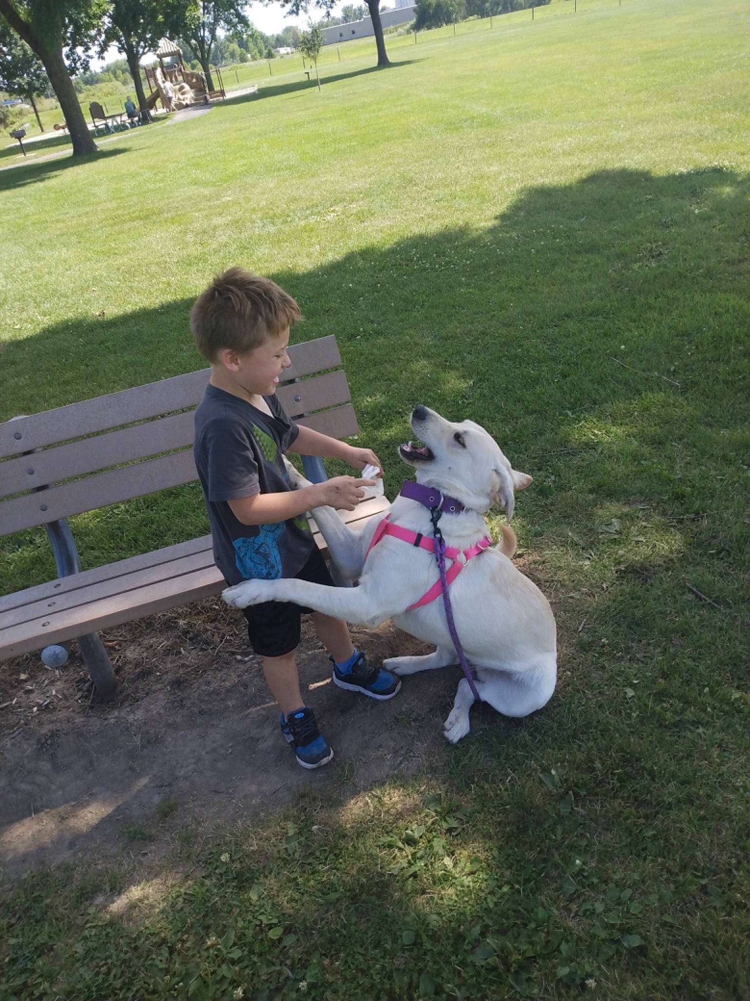 Luna is registered to the contest to win money with this photo: canidae, carnivore, companion_dog, dog, dog_breed, fawn, fun, grass, happy, lap, lawn, leash, leisure, plant, recreation, sitting, sporting_group, tail, toy, tree