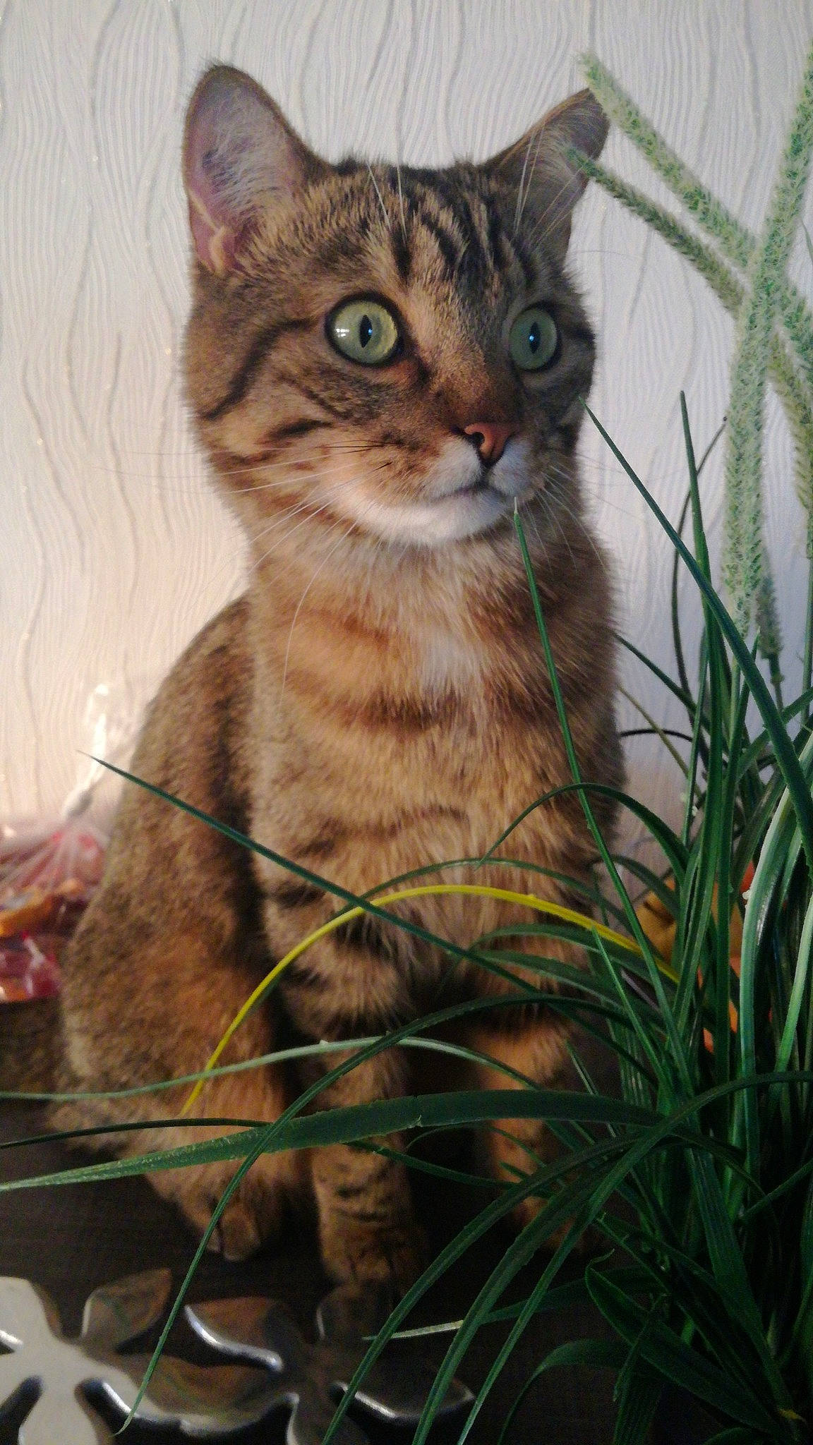 Prince a rejoint le concours — aidez-le/la à gagner de superbes lots ! aegean_cat, american_wirehair, asian, australian_mist, carnivore, cat, chausie, domestic_short_haired_cat, european_shorthair, felidae, grass, kitten, mammal, plant, small_to_medium_sized_cats, sokoke, tabby_cat, toyger, vertebrate, whiskers