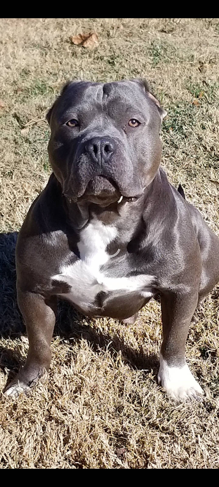 Lambeau is registered to the contest to win money with this photo: carnivore, companion_dog, dog, dog_breed, fawn, grass, molosser, non_sporting_group, plant, snout, sporting_group, terrestrial_animal, working_animal, working_dog