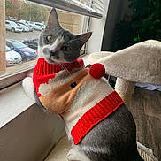 Milo is registered to the contest to win money with this photo: cat, gray_and_white, sweater, christmas_sweater, pom_pom, cat_tree, window, cars, parking_lot, holiday, christmas_tree, indoor, pet, curious, looking_back, head_tilt, feline, cozy, festive, animal