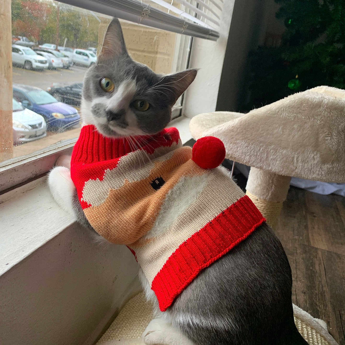 Milo is registered to the contest to win money with this photo: animal, cars, cat, cat_tree, christmas_sweater, christmas_tree, cozy, curious, feline, festive, gray_and_white, head_tilt, holiday, indoor, looking_back, parking_lot, pet, pom_pom, sweater, window