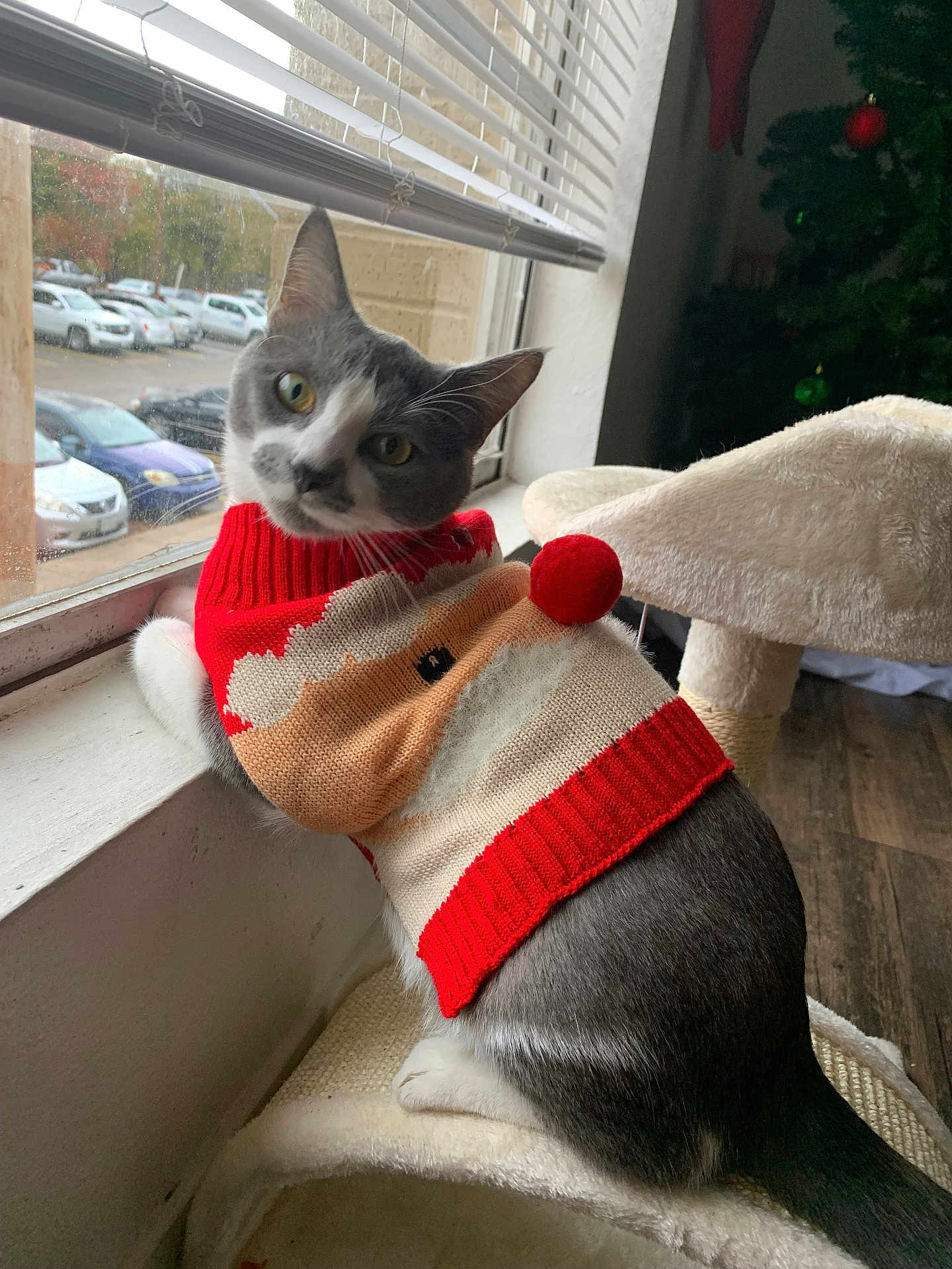 Milo is registered to the contest to win money with this photo: cat, gray_and_white, sweater, christmas_sweater, pom_pom, cat_tree, window, cars, parking_lot, holiday, christmas_tree, indoor, pet, curious, looking_back, head_tilt, feline, cozy, festive, animal