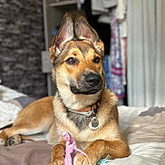Athena a rejoint le concours — aidez-le/la à gagner de superbes lots ! dog, pet, bed, toy, paw, collar, indoor, fur, ears, brown_coat, alert, relaxed, close_up, animal, mammal, domestic, furniture, background_blur, focus, cute