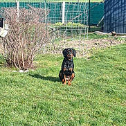 Aurelie Augervicky participe au concours pour gagner de l'argent avec cette photo : dog, grass, bush, garden, fence, shed, outdoor, sunlight, pet, animal, greenery, yard, nature, canine, sitting, daylight, field, wire_fence, blue_shed, quiet