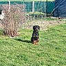 dog, grass, bush, garden, fence, shed, outdoor, sunlight, pet, animal, greenery, yard, nature, canine, sitting, daylight, field, wire_fence, blue_shed, quiet