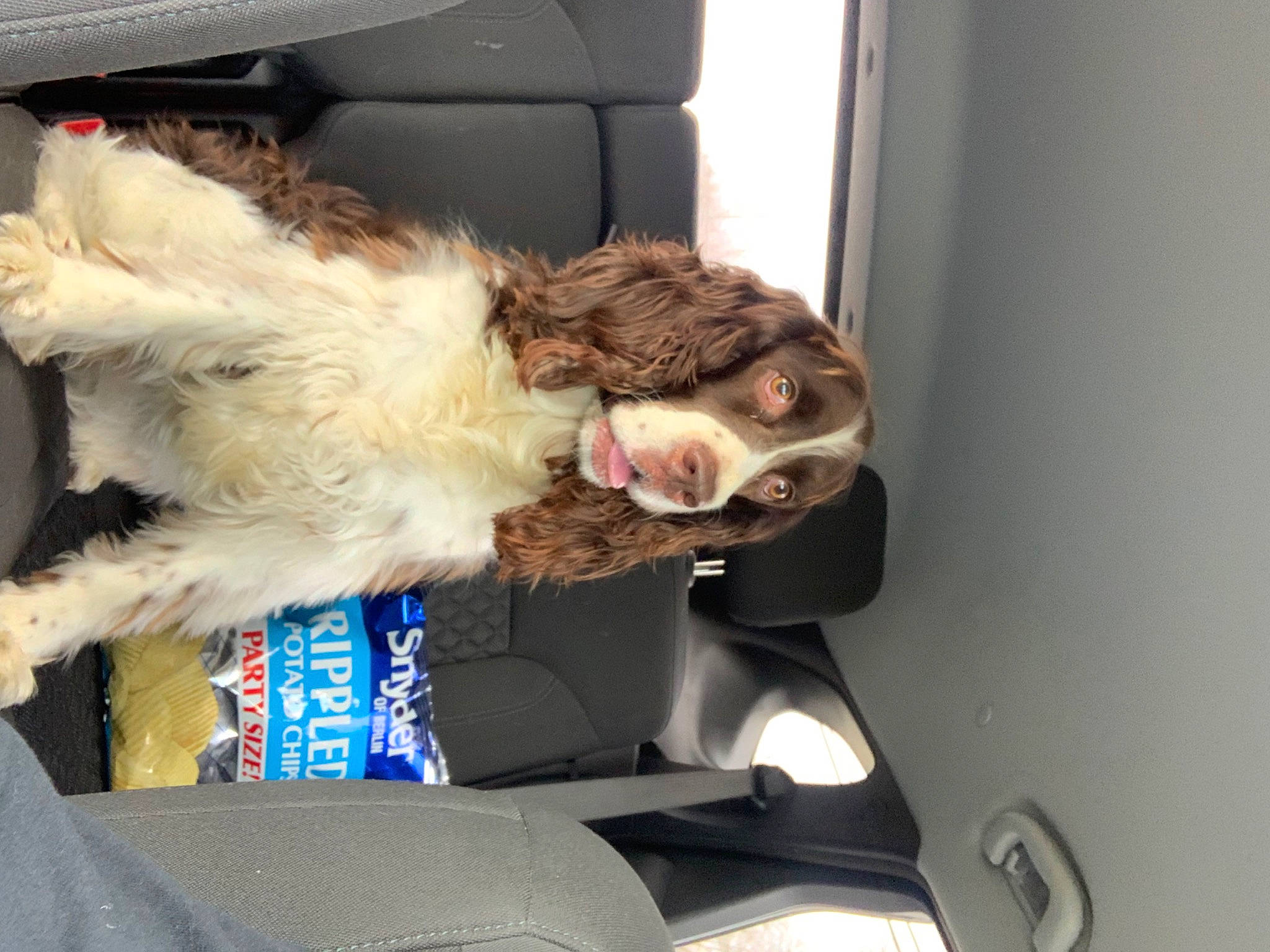 Remington is registered to the contest to win money with this photo: auto_part, automotive_exterior, canidae, car, car_seat, car_seat_cover, carnivore, companion_dog, dog, dog_breed, eyewear, family_car, felidae, fur, seat_belt, sporting_group, tail, terrier, vehicle, vehicle_door